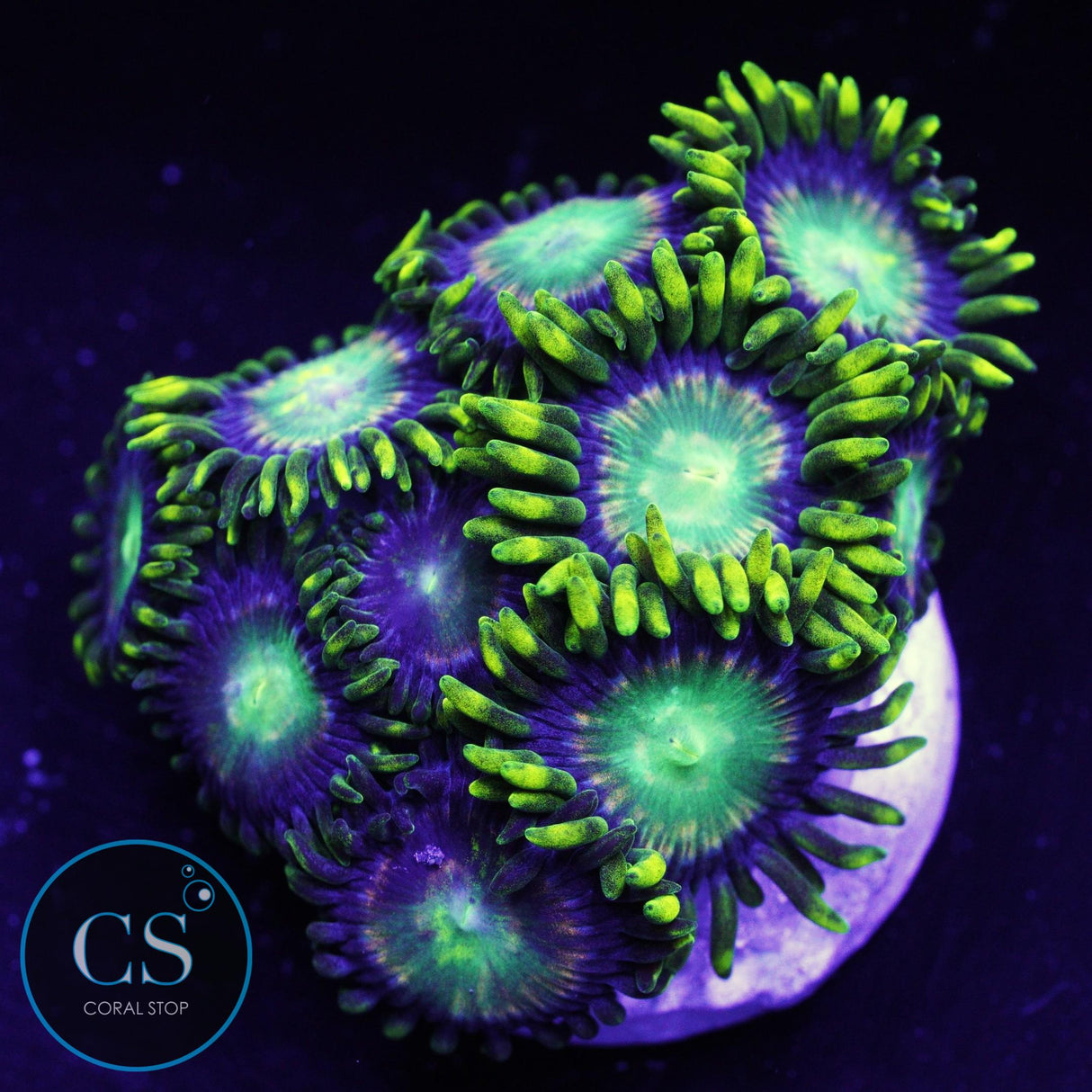 Radioactive Dragon Eye Zoa