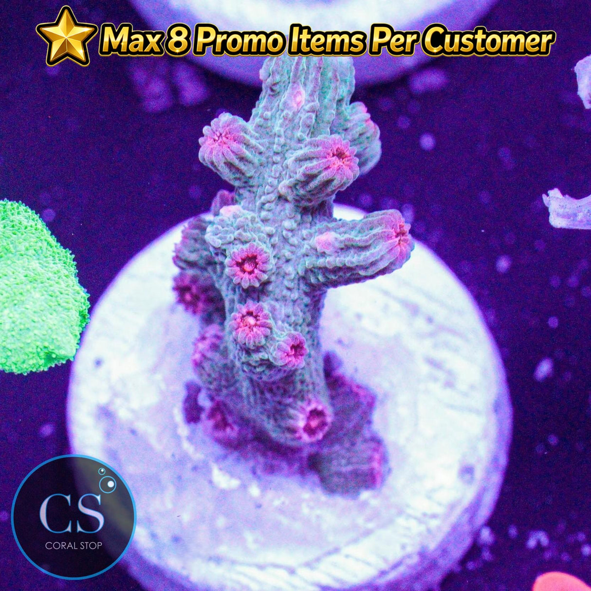 Branch Meteor Shower Cyphastrea