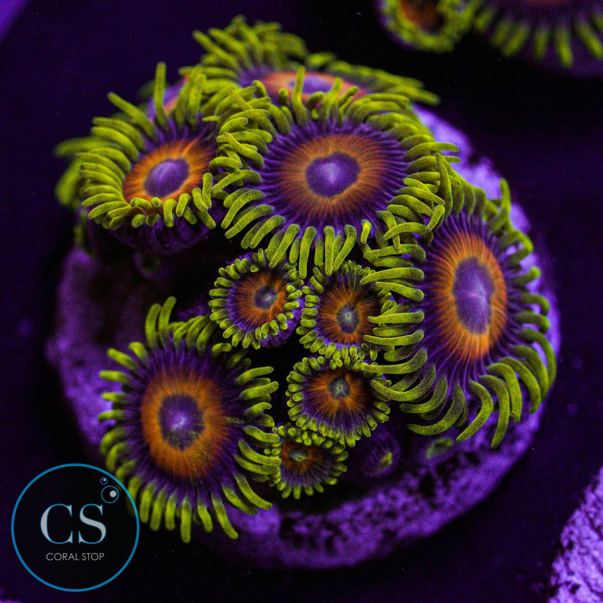 Lazy Lashes Zoa