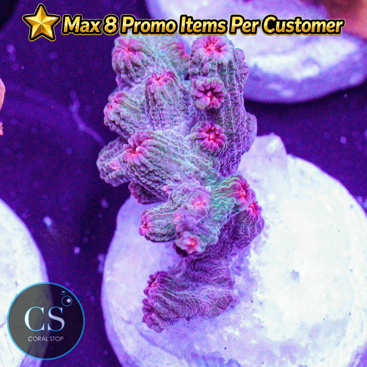 Branch Meteor Shower Cyphastrea