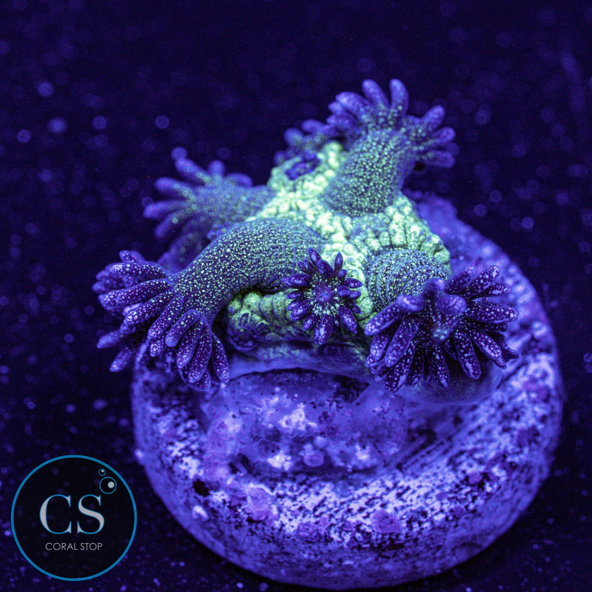 Glitter Bomb Goniopora