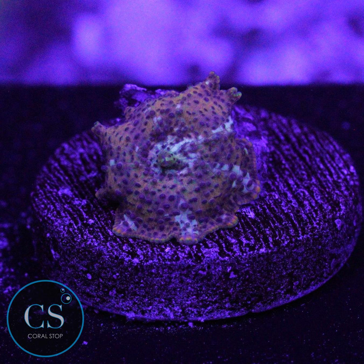 TIGER DISCO MUSHROOM