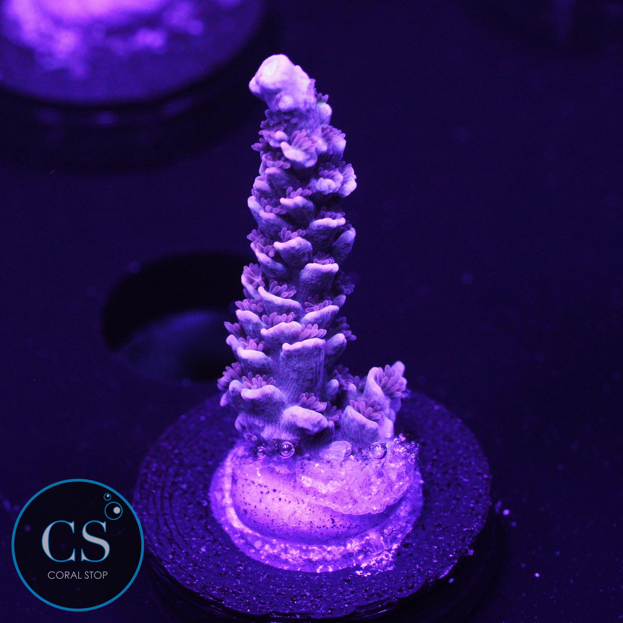 SBB Pink Berry Tenuis Acro