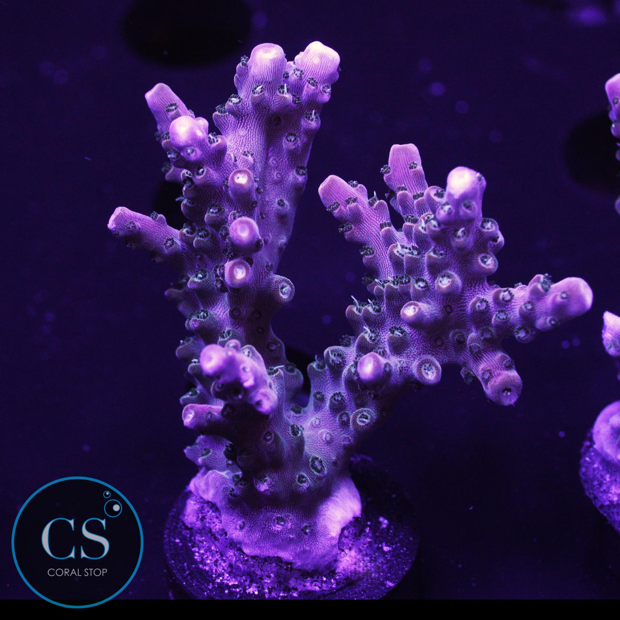 SBB Afterburner Acro