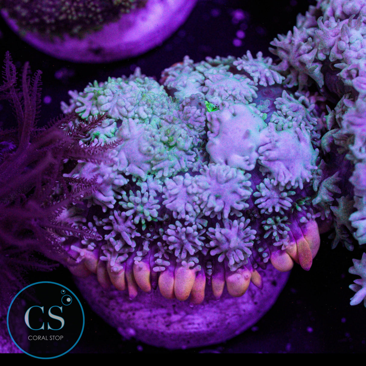 Frankenstein's Monster Bounce Mushroom