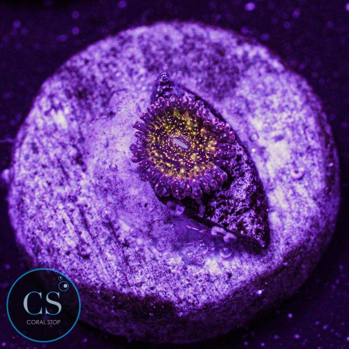 JF Frankie's Acid Trip Zoa