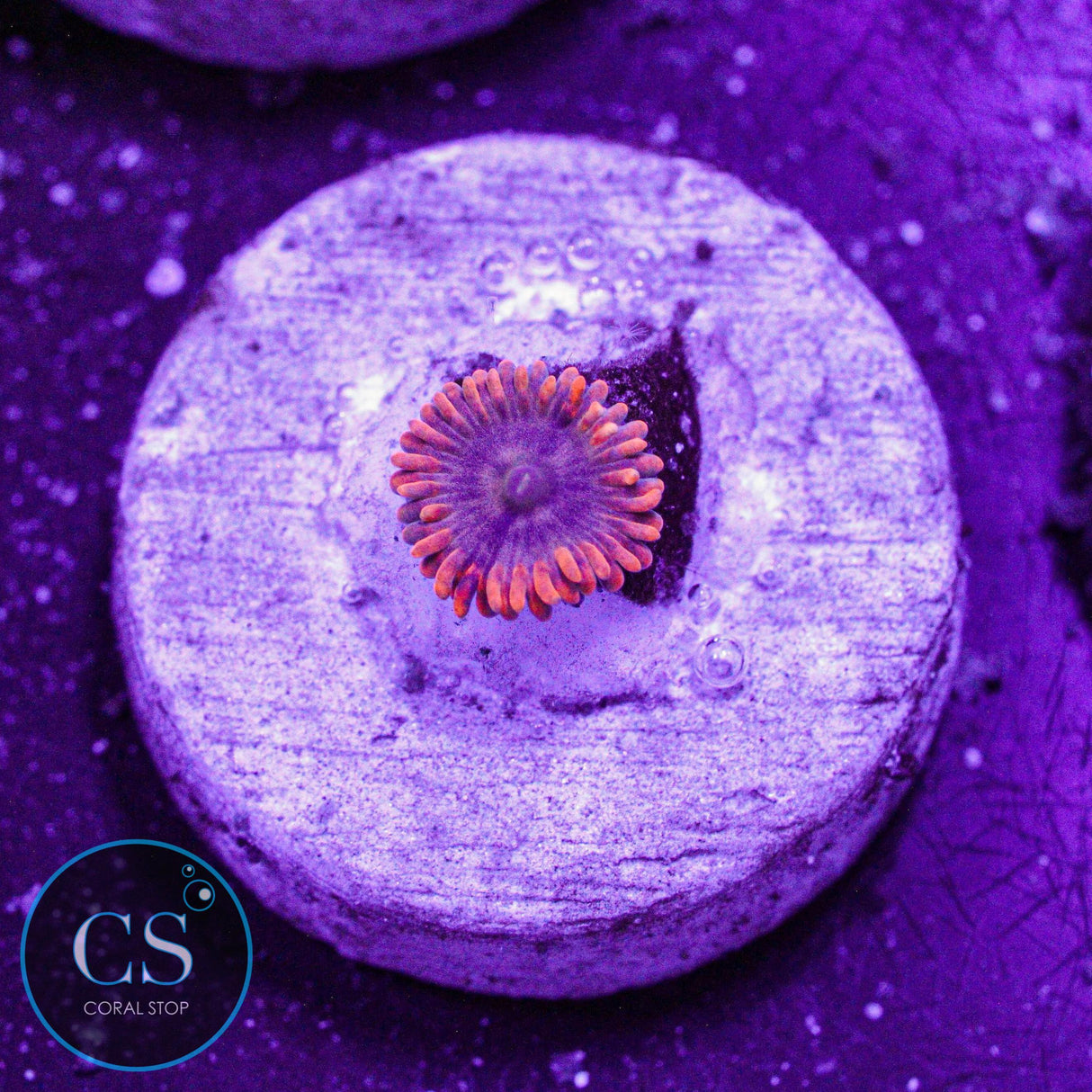 Fruit Punch Zoa