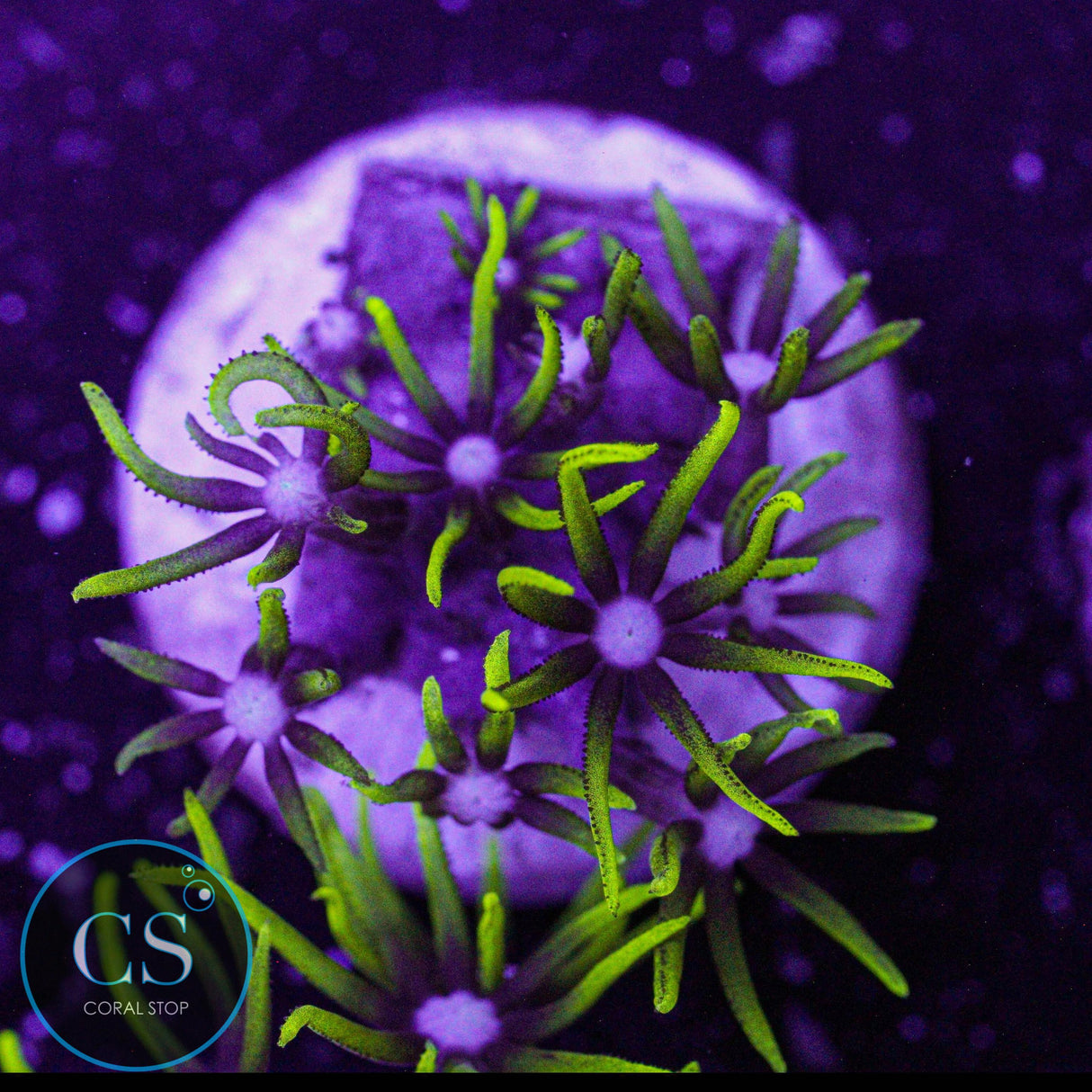 Electric Green Star Polyps GSP