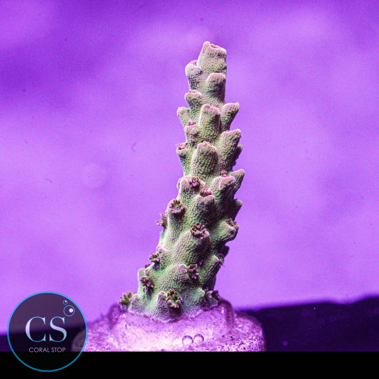Greg's Unicorn Acro