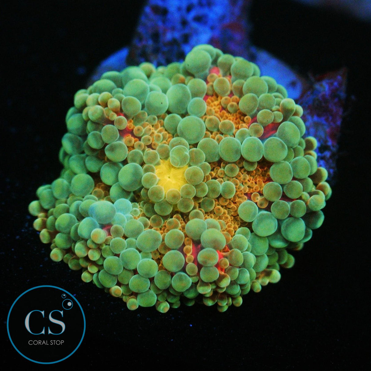 RAINBOW MALAYSIAN YUMA MUSHROOM