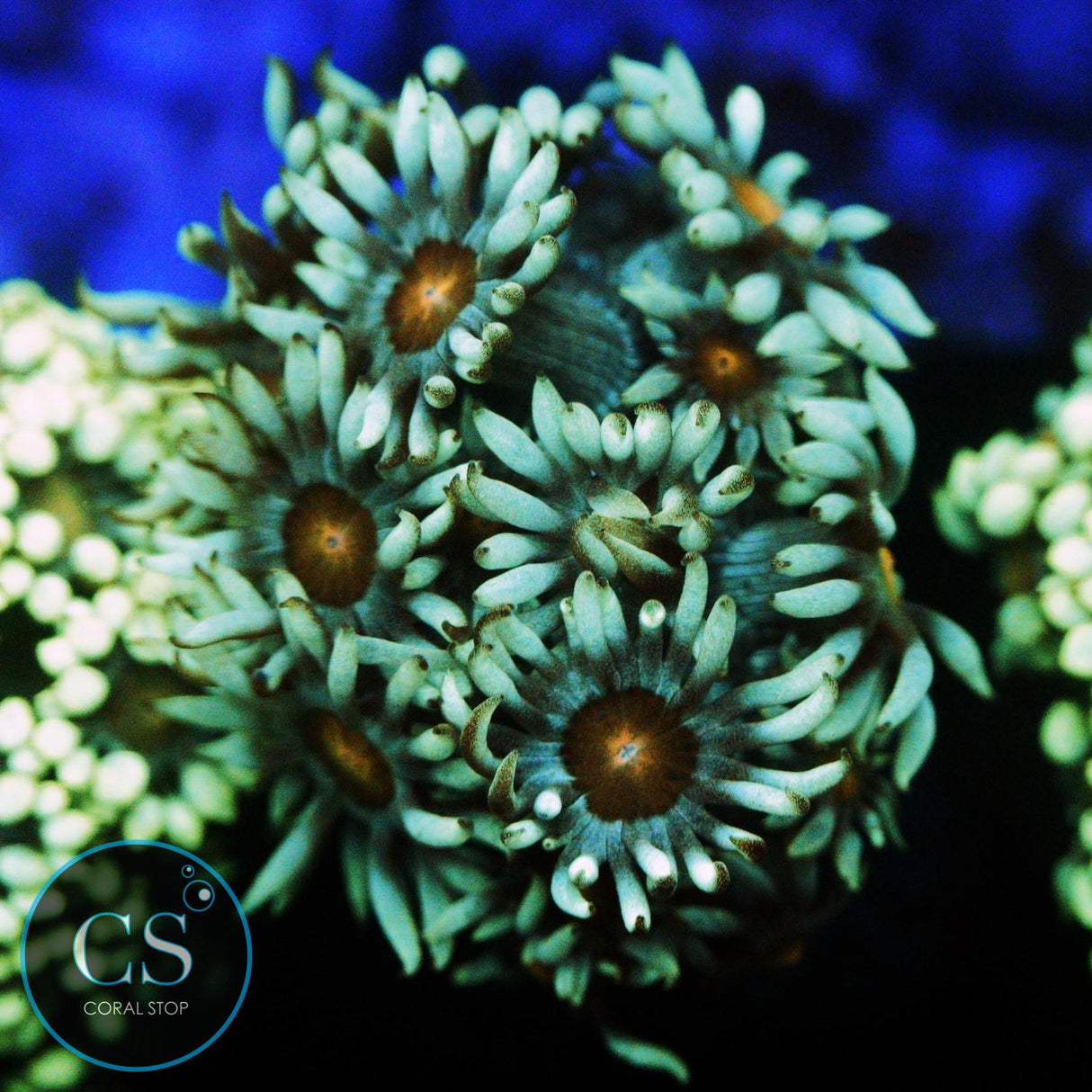 DARK GREEN DAISY GONI