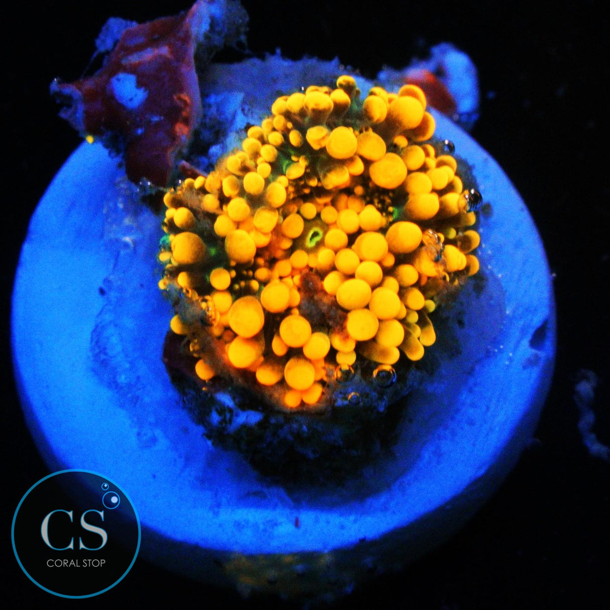 KING KONG YUMA MUSHROOM
