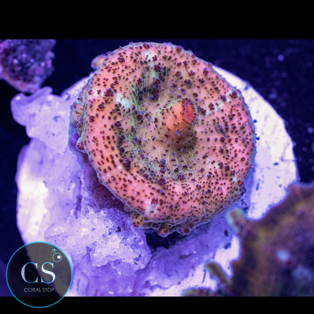 Neglectus Mushroom