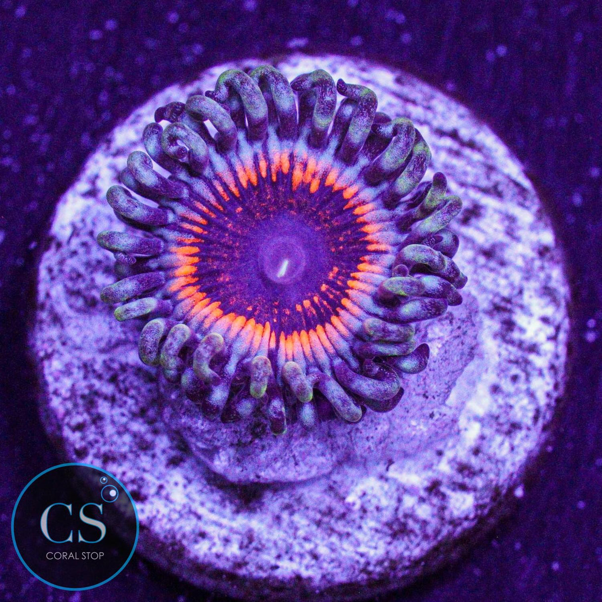 Devils Armor Zoa