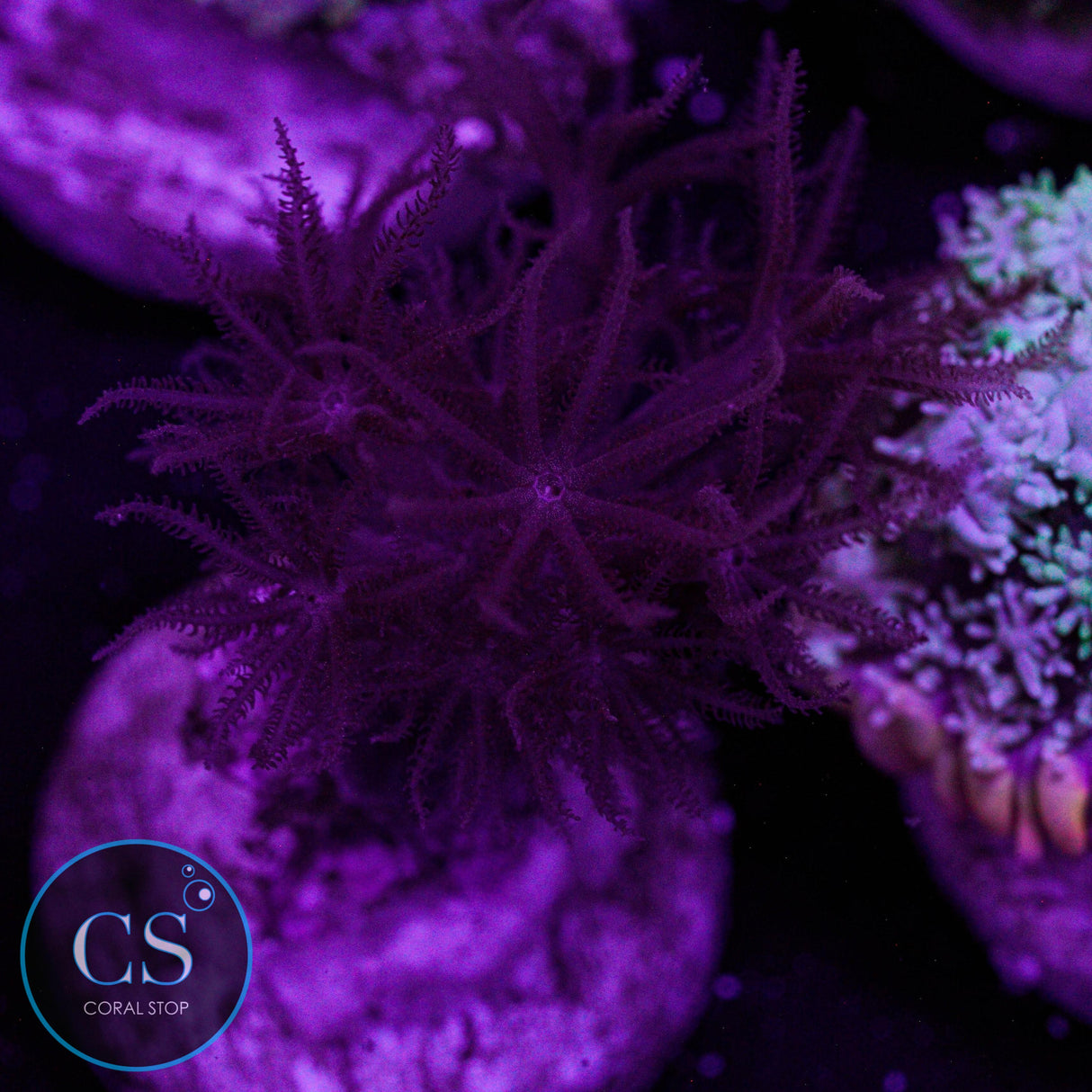 Rare Ruby Red Pulsing Xenia Baby