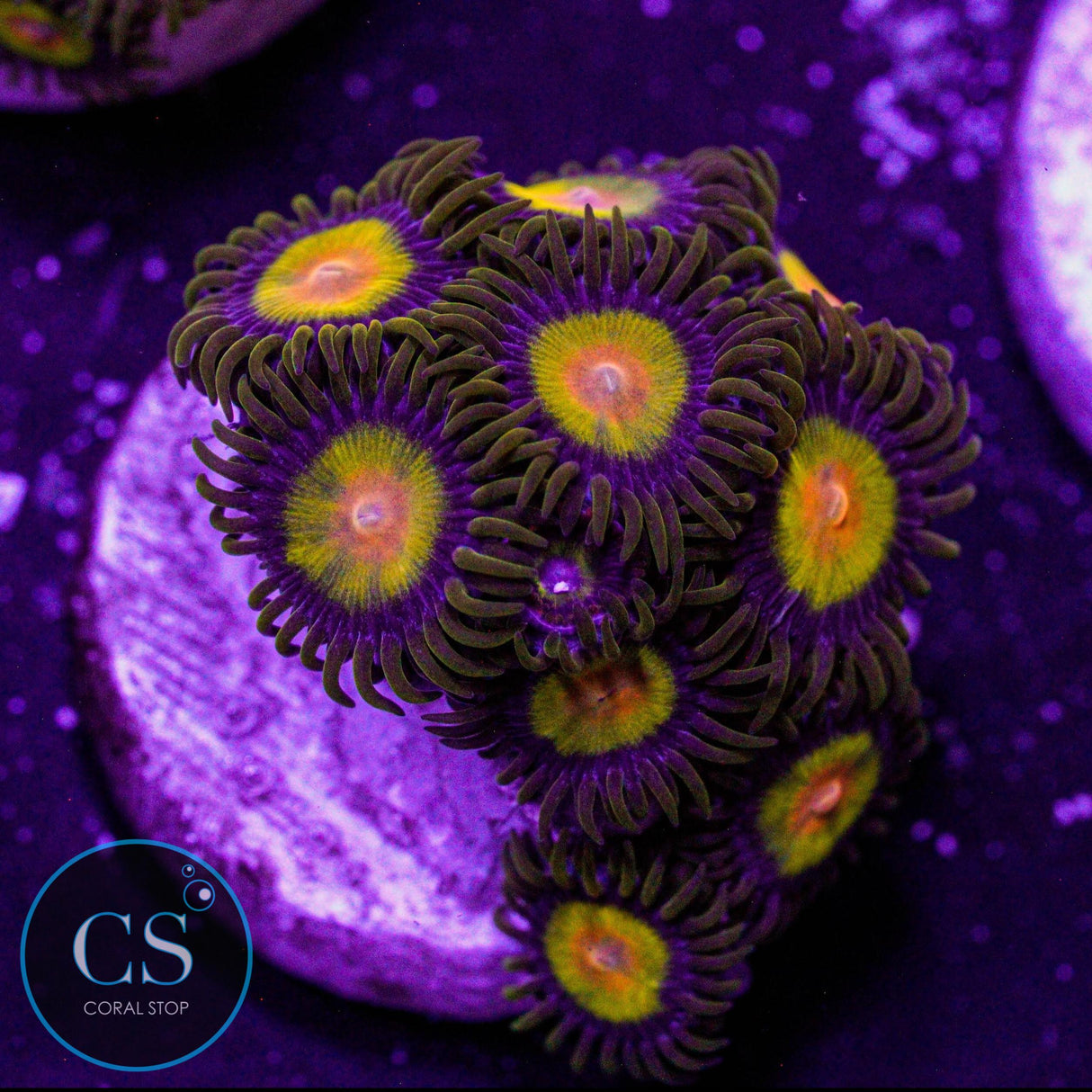 Tutti Frutti Zoa
