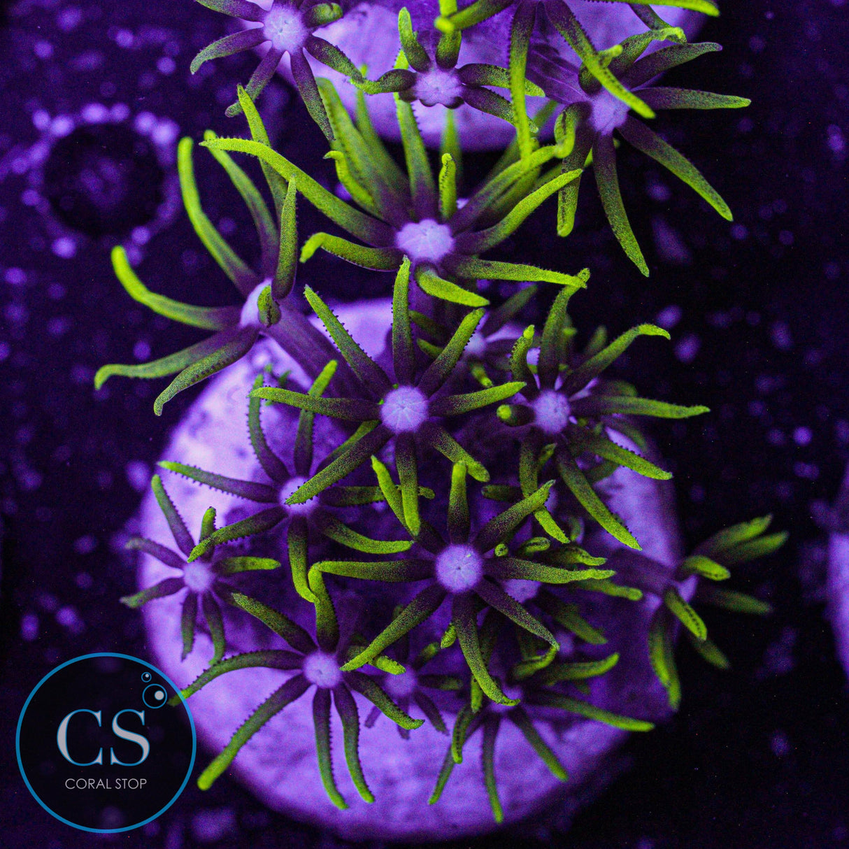 Electric Green Star Polyps GSP
