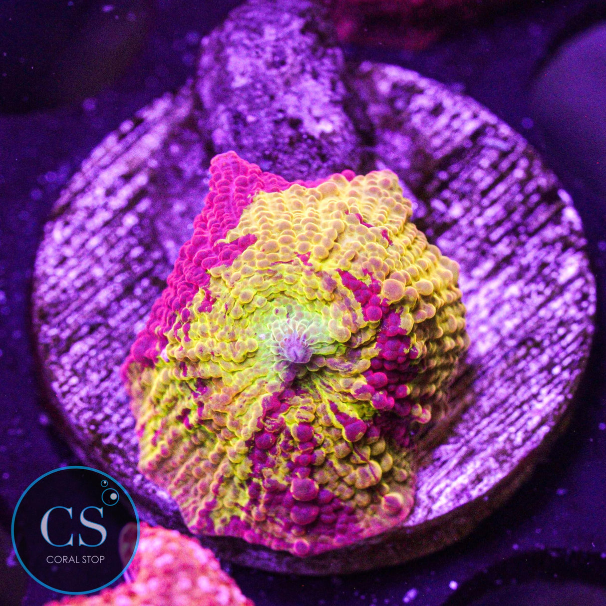 Morning Star Jawbreaker Mushroom