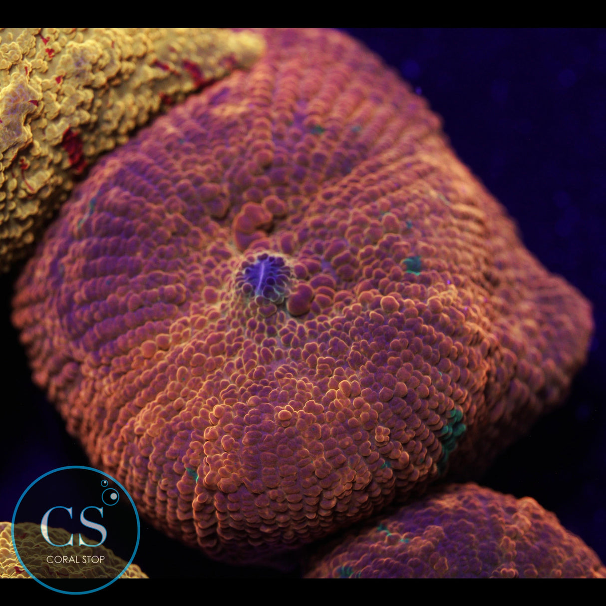 CANDY CRUSH JAWBREAKER MUSHROOM