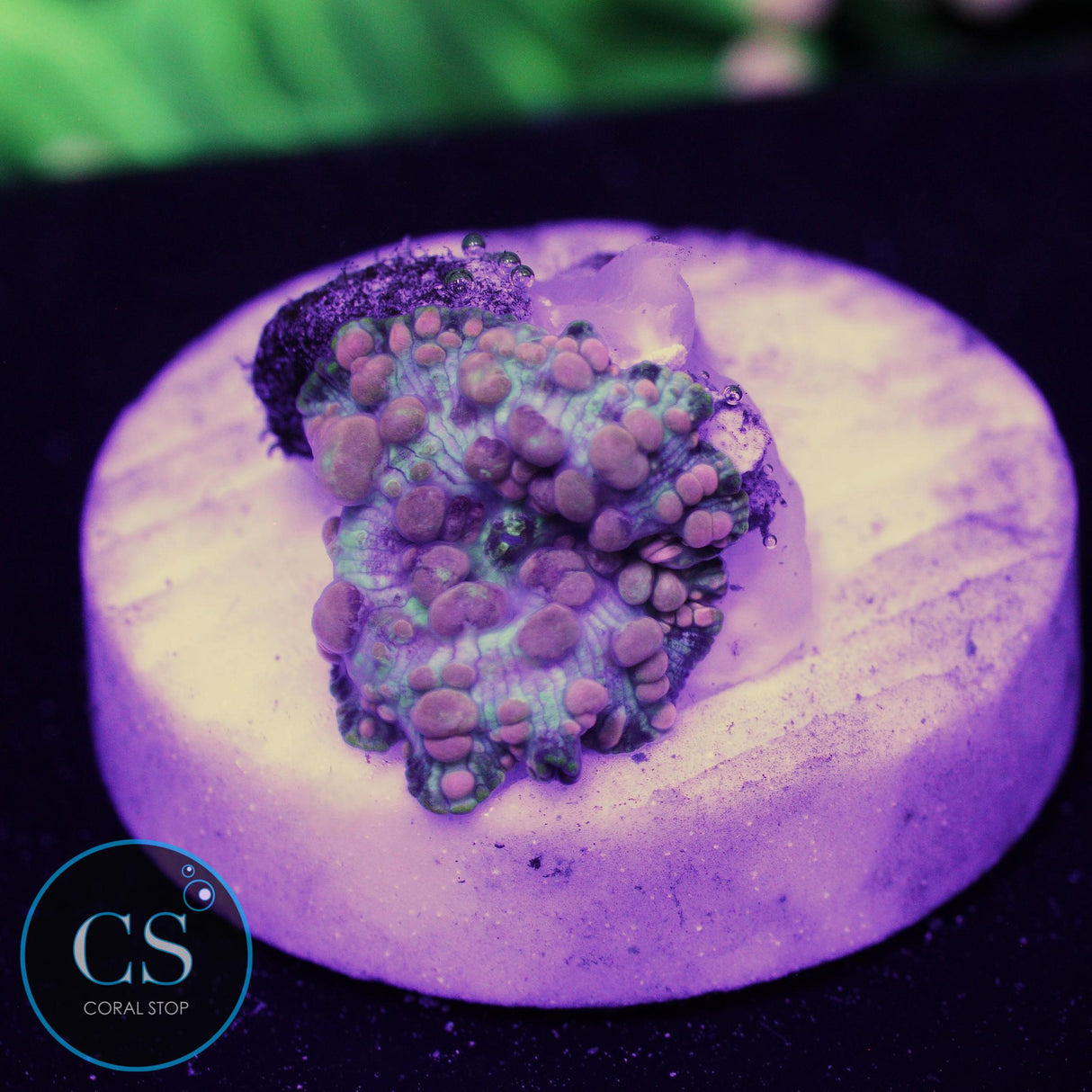 Neptune Bounce Mushroom
