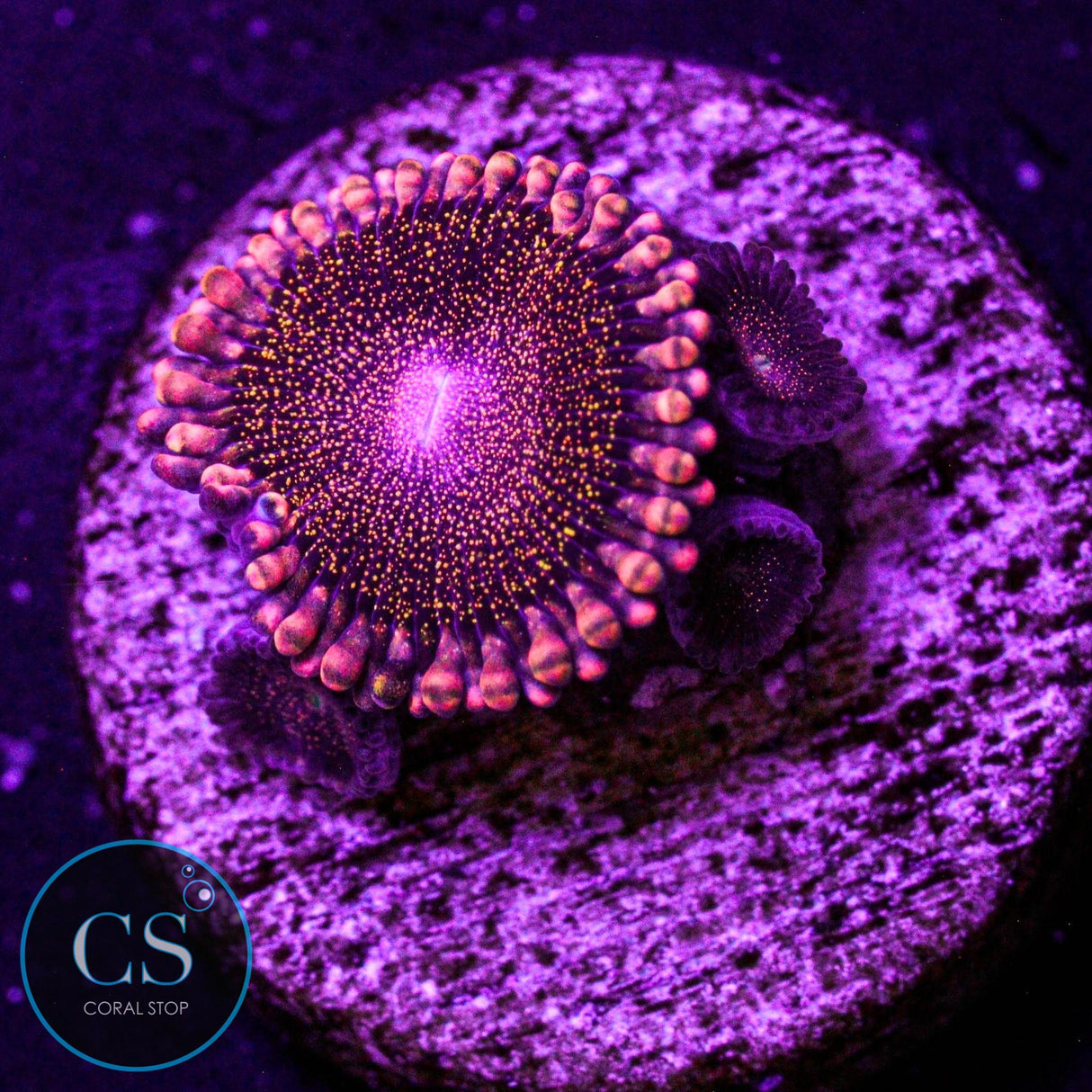 CS Orange Deathstar Zoa