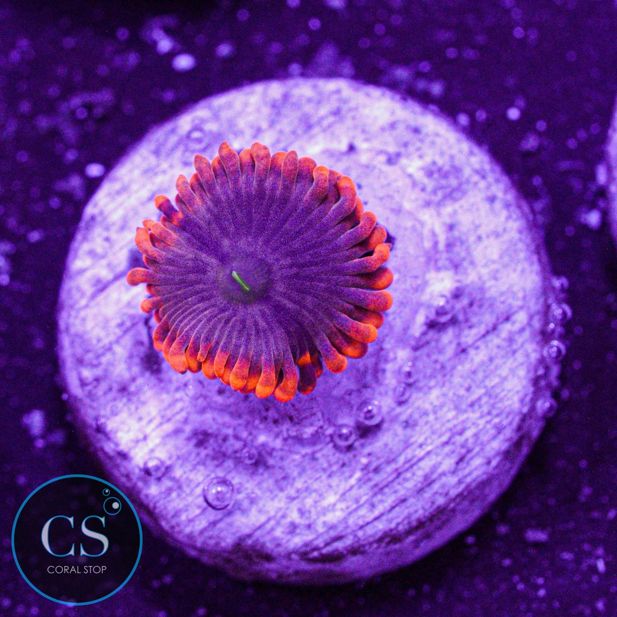 Fruit Punch Zoa