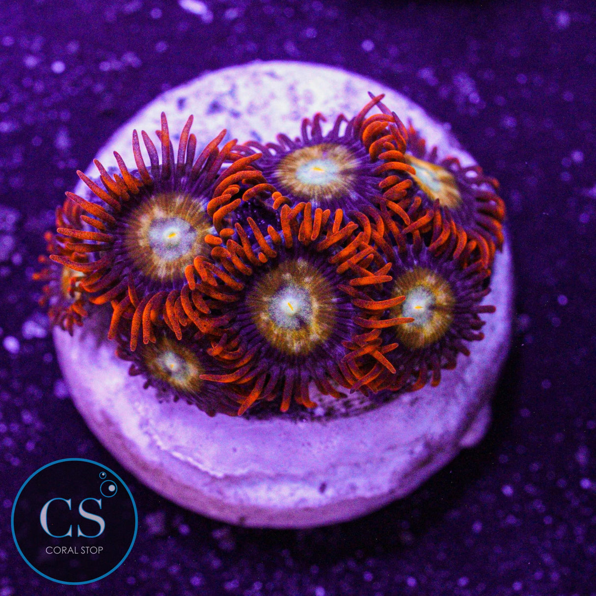 Speckled Fire & Ice Zoa