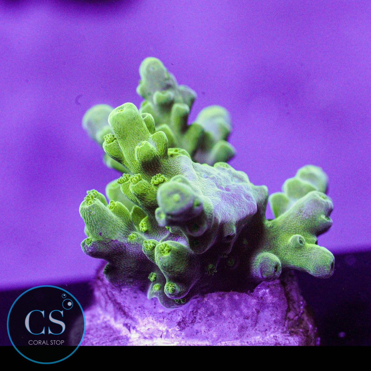 SR Key Lime Pie Acro