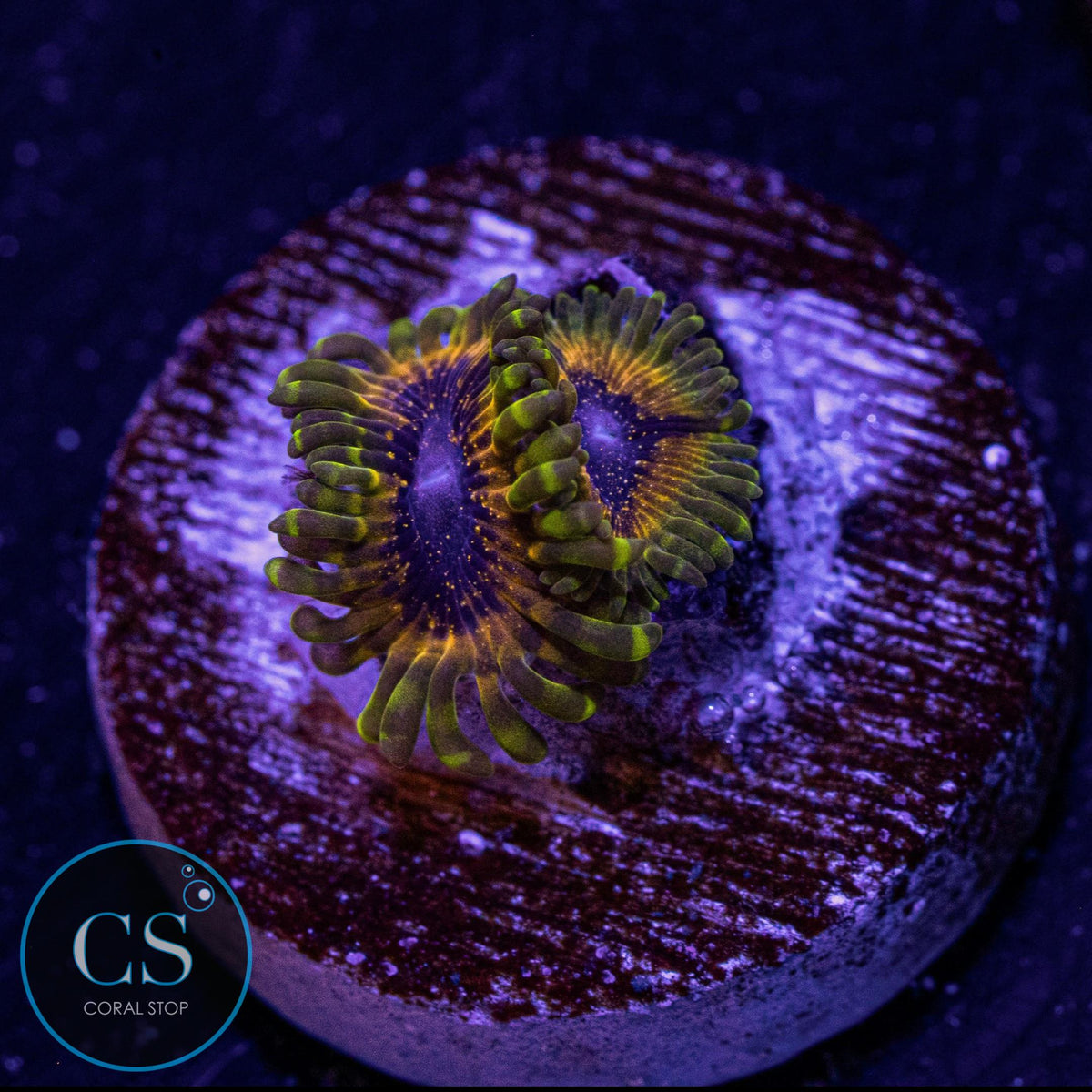 Golden Leopard Zoa