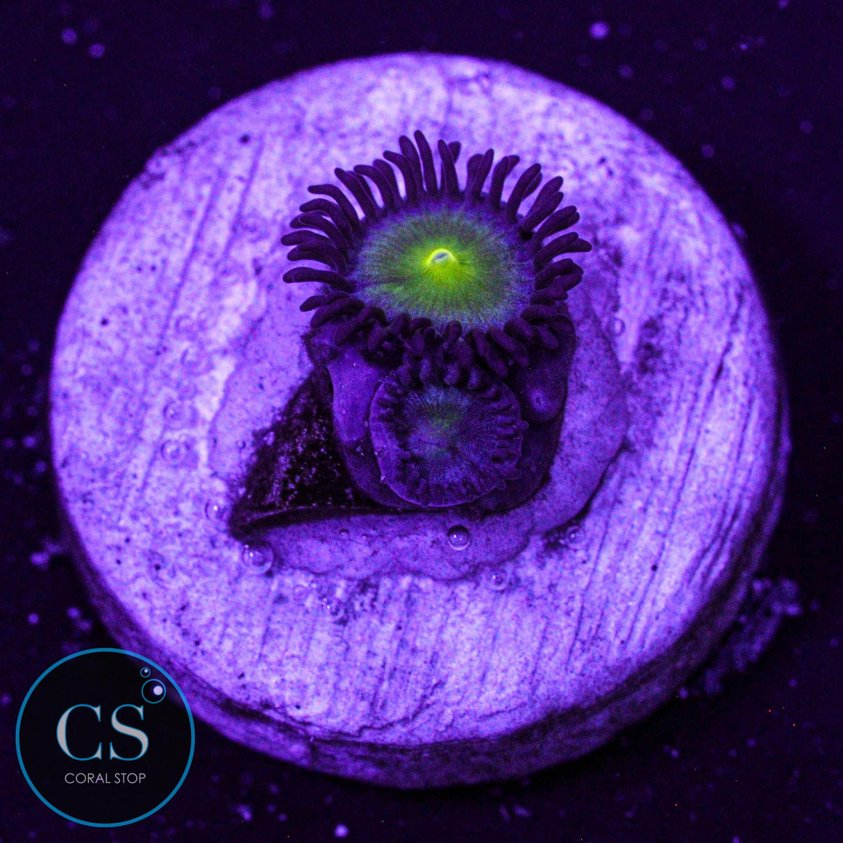 Lost Worlds Zoa