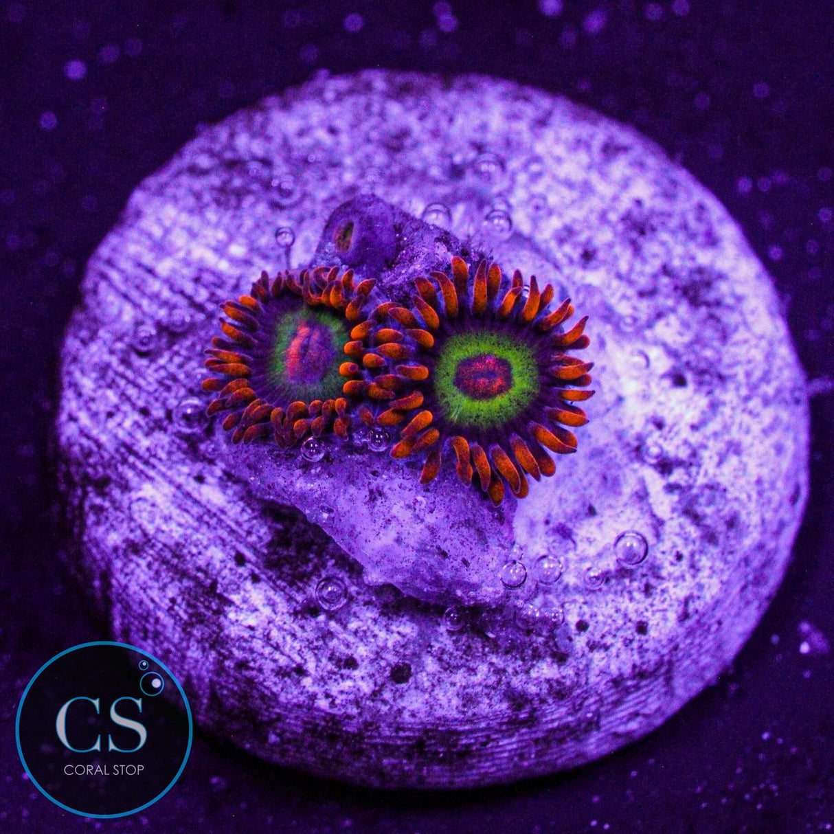 JF Vegas Strip Zoa