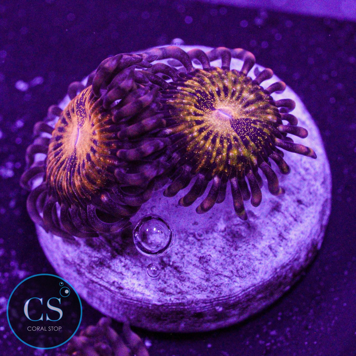 Pandora Zoa