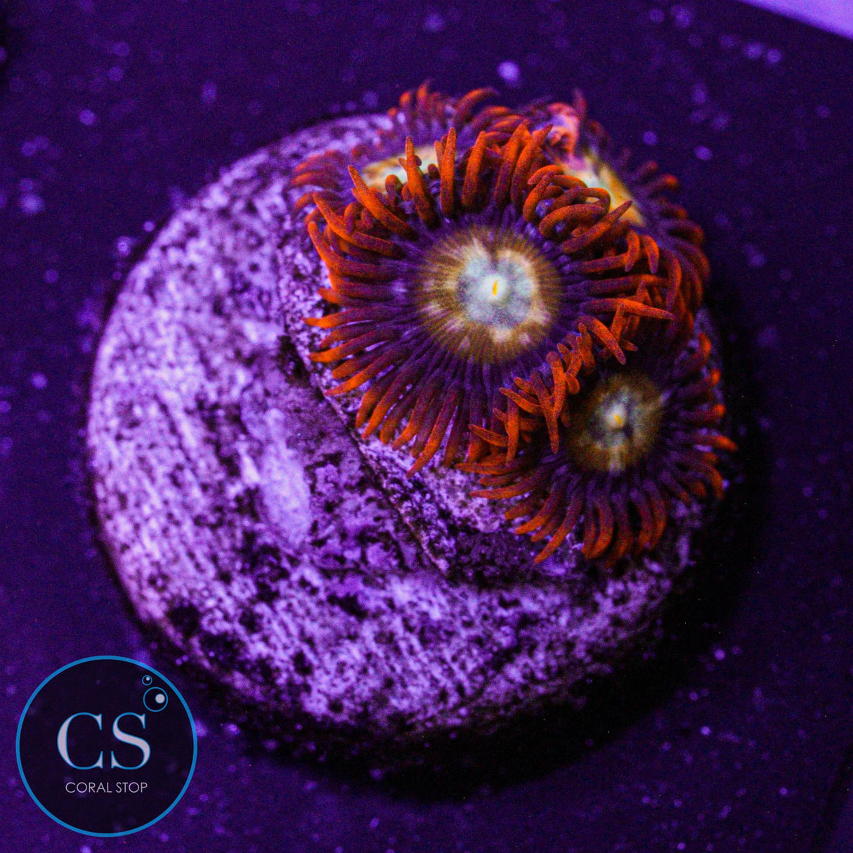 Speckled Fire & Ice Zoa