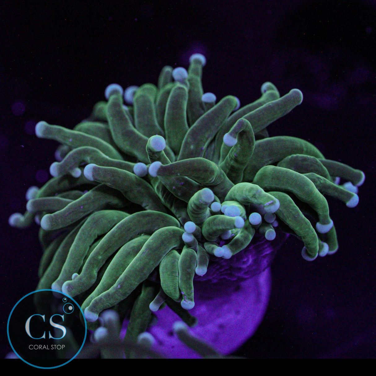 Pearl Tip Torch