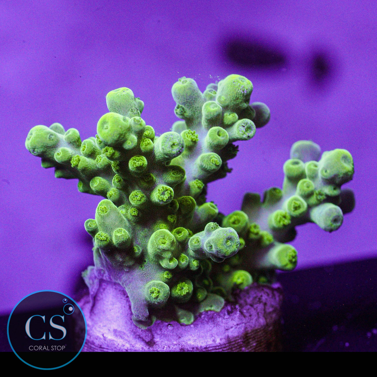 SR Key Lime Pie Acro