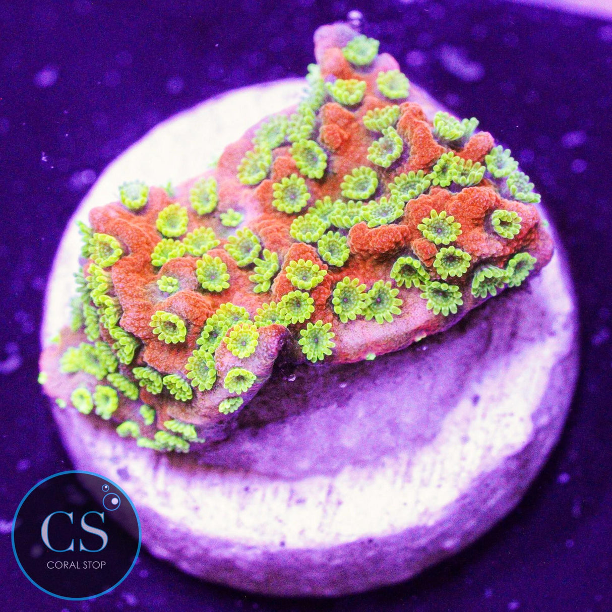 Sunset Montipora
