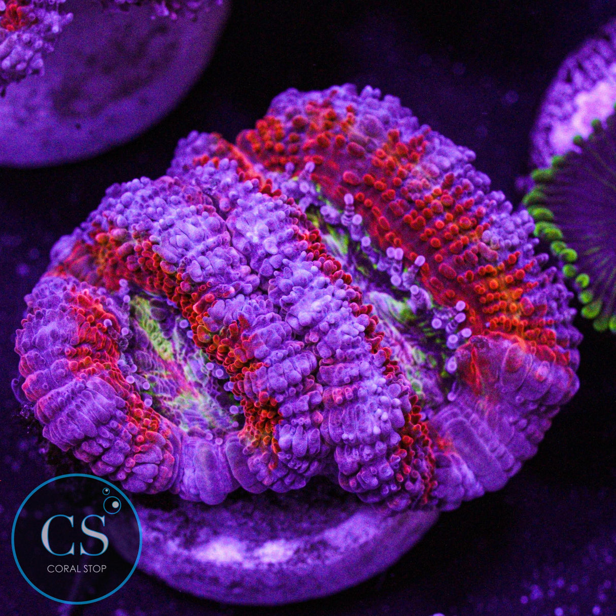 Clown Puke Acan