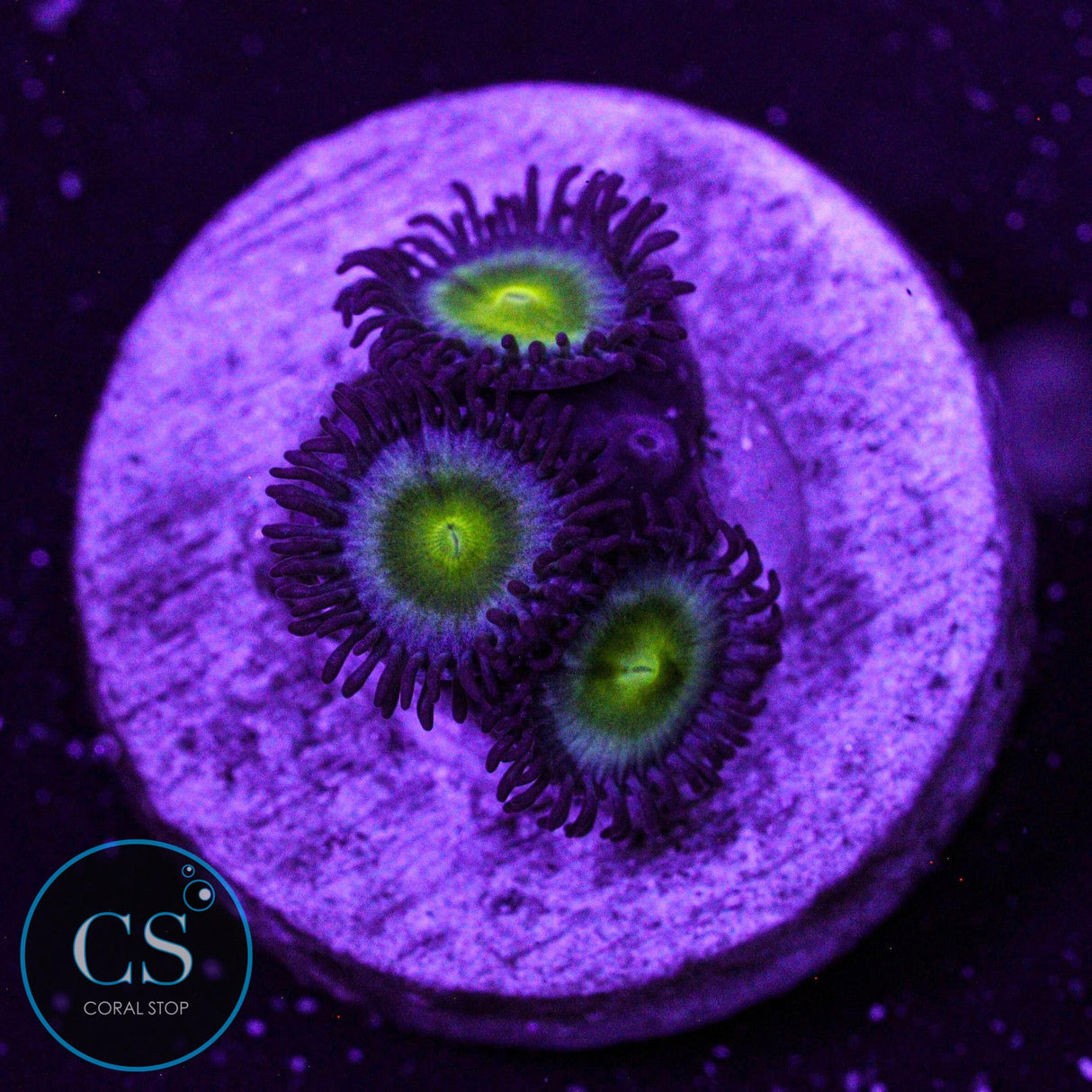 Lost Worlds Zoa