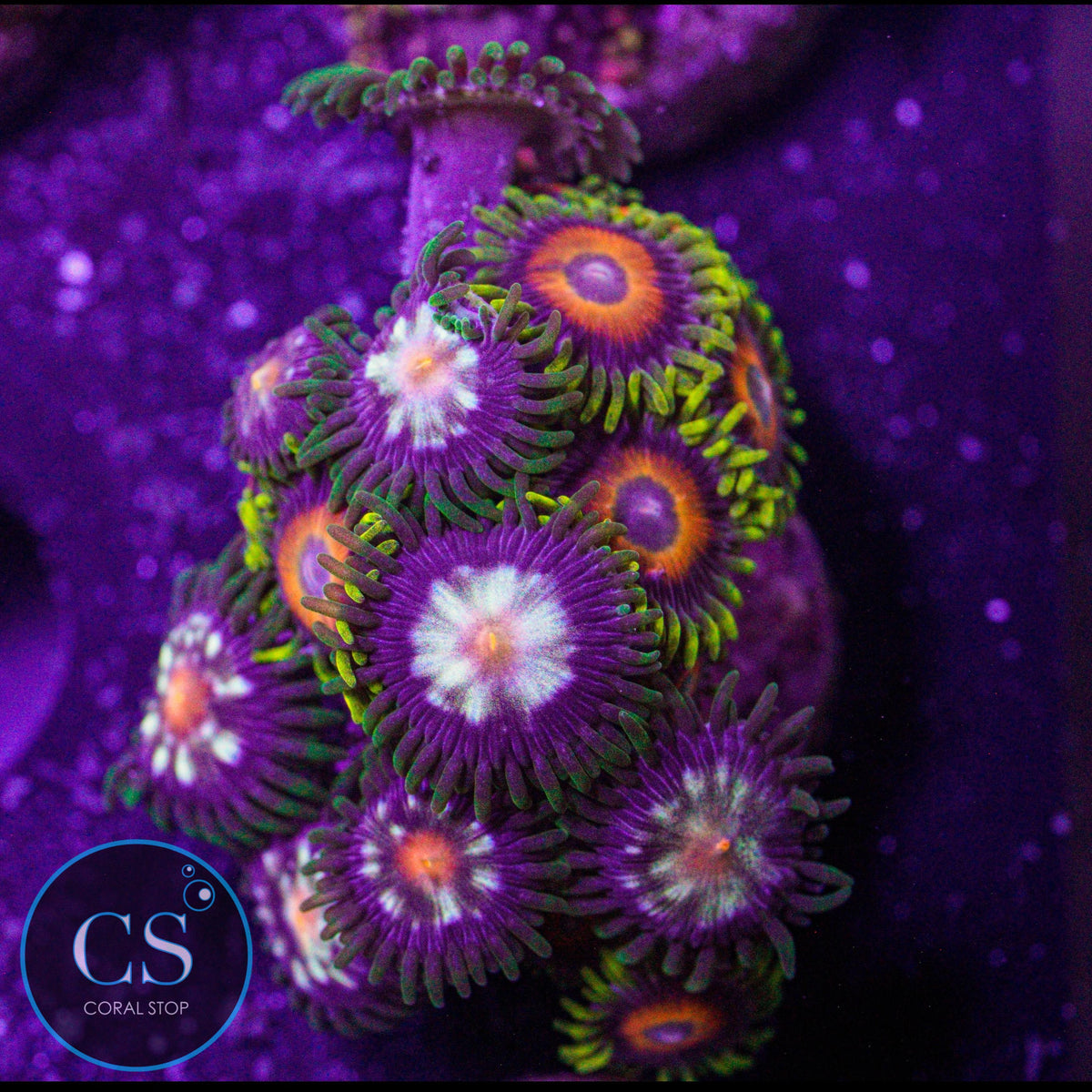 Combo Zoa