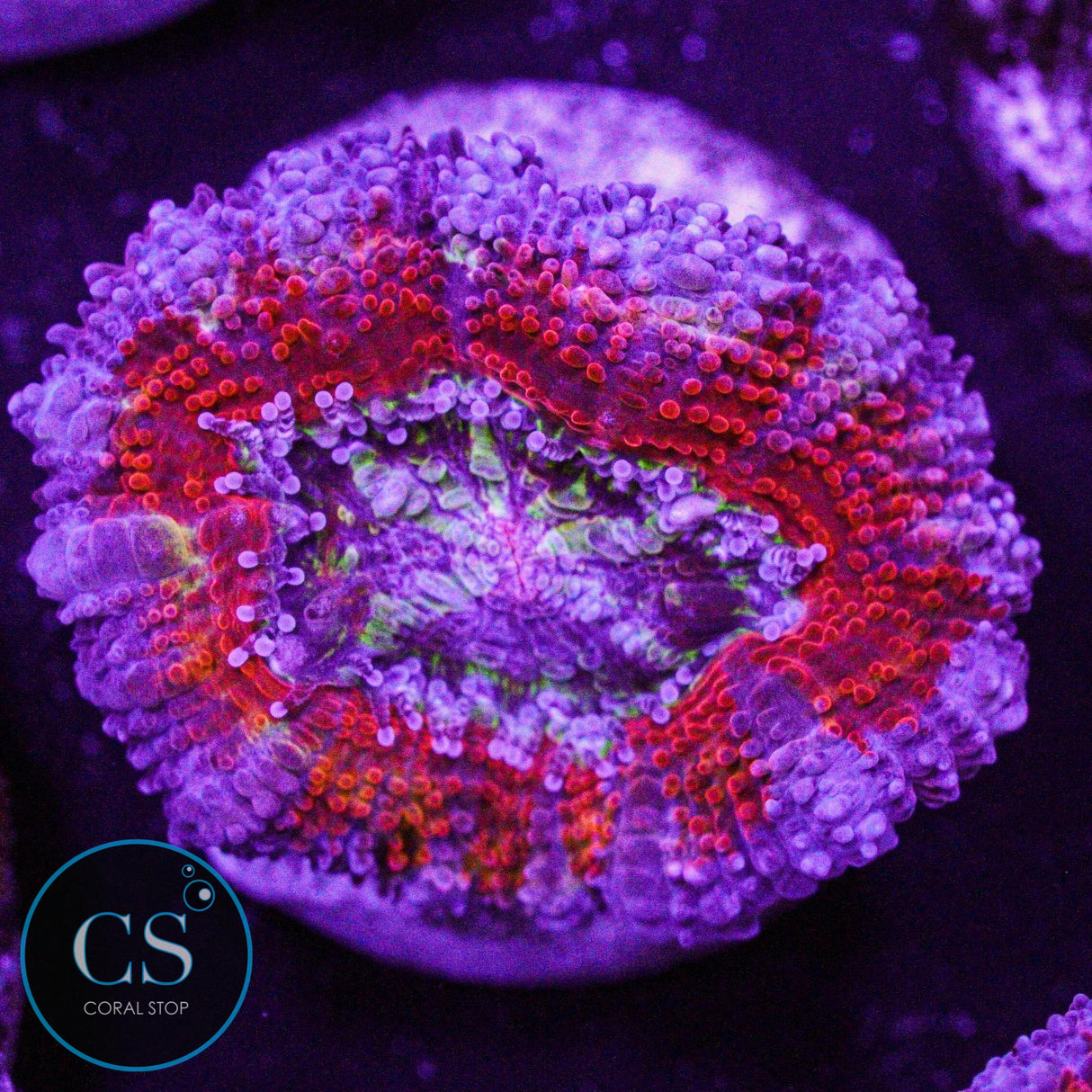 Clown Puke Acan
