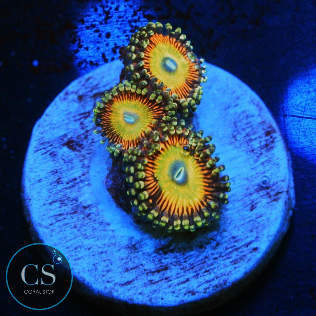 CS NEW RELEASE RAINBOW BOMB ZOA