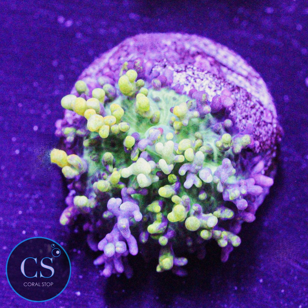 CC Magic Carpet Bounce Mushroom