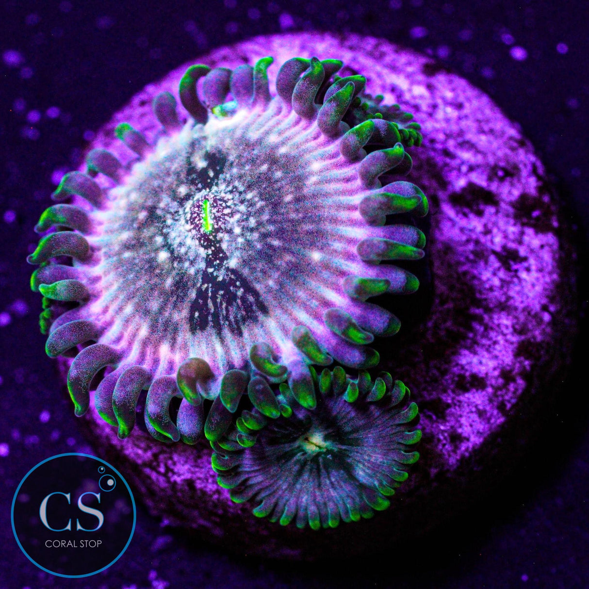 Hawaiian Ding Dang Zoa