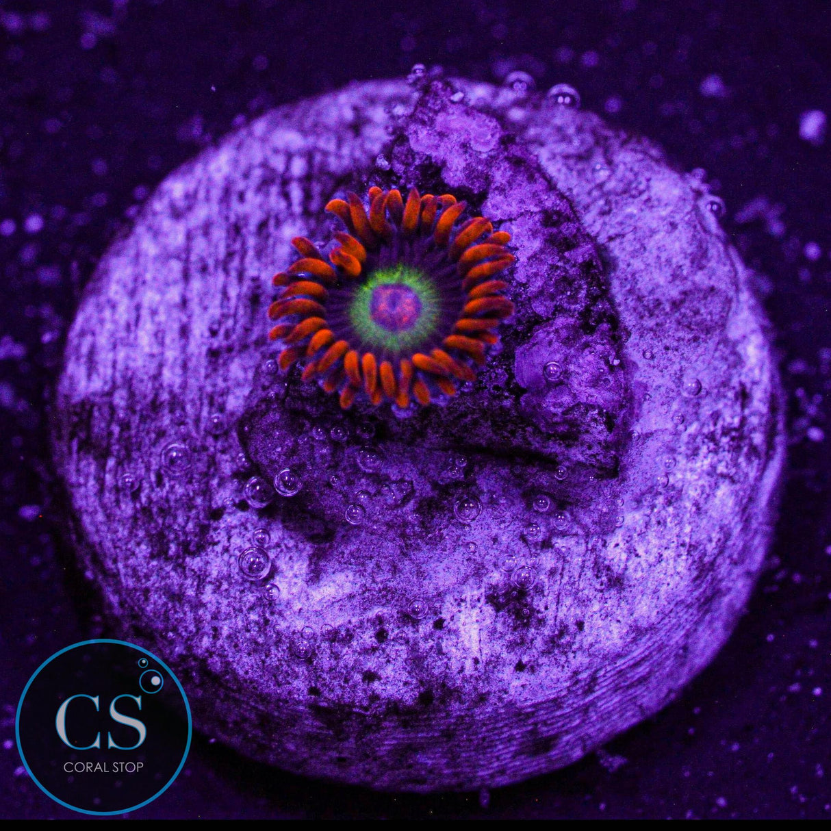 JF Vegas Strip Zoa