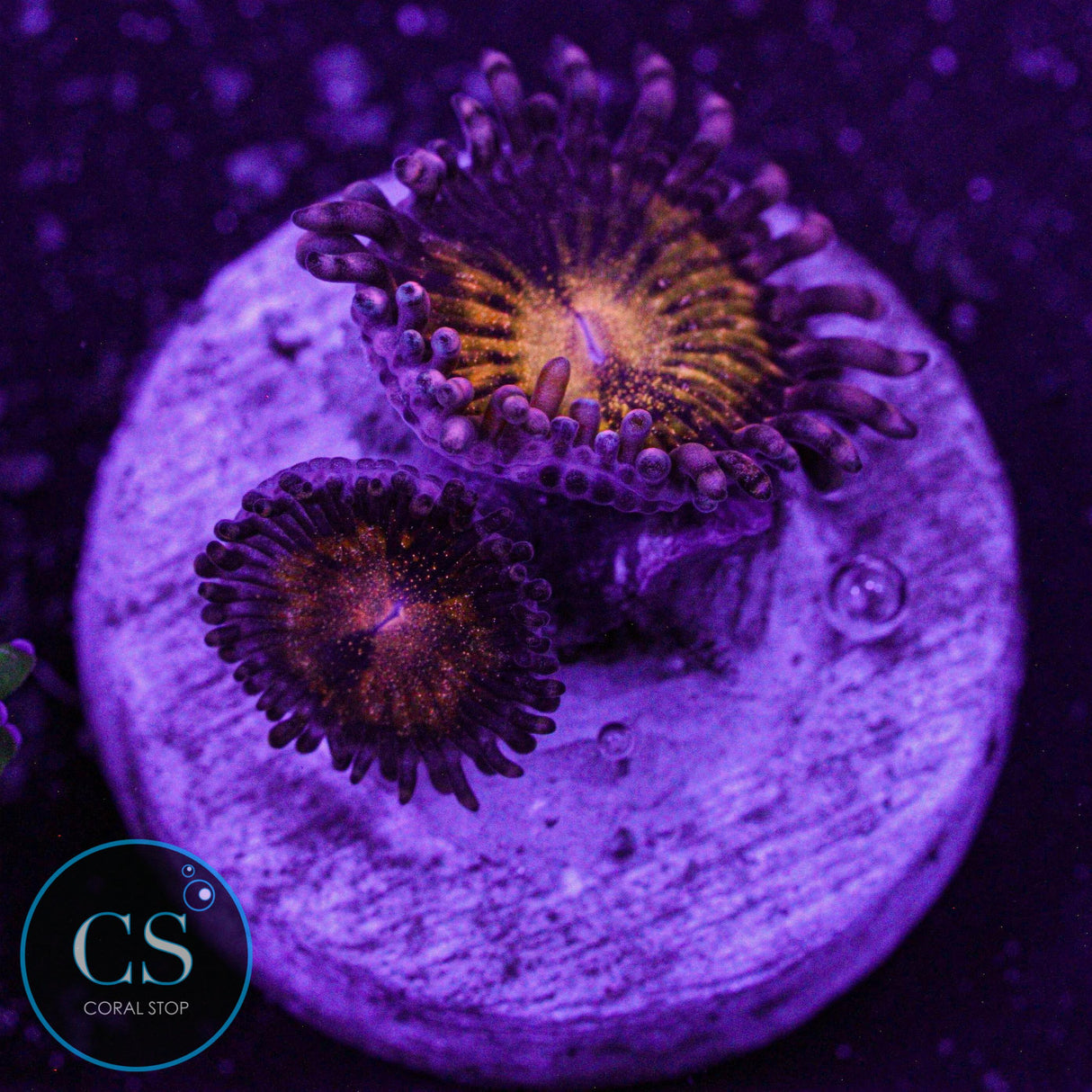 Pandora Zoa