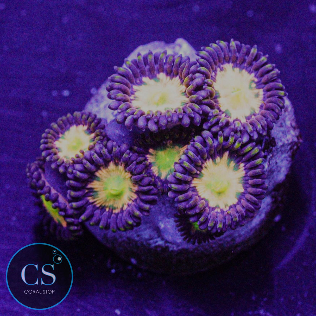 Jurassic Park Zoa