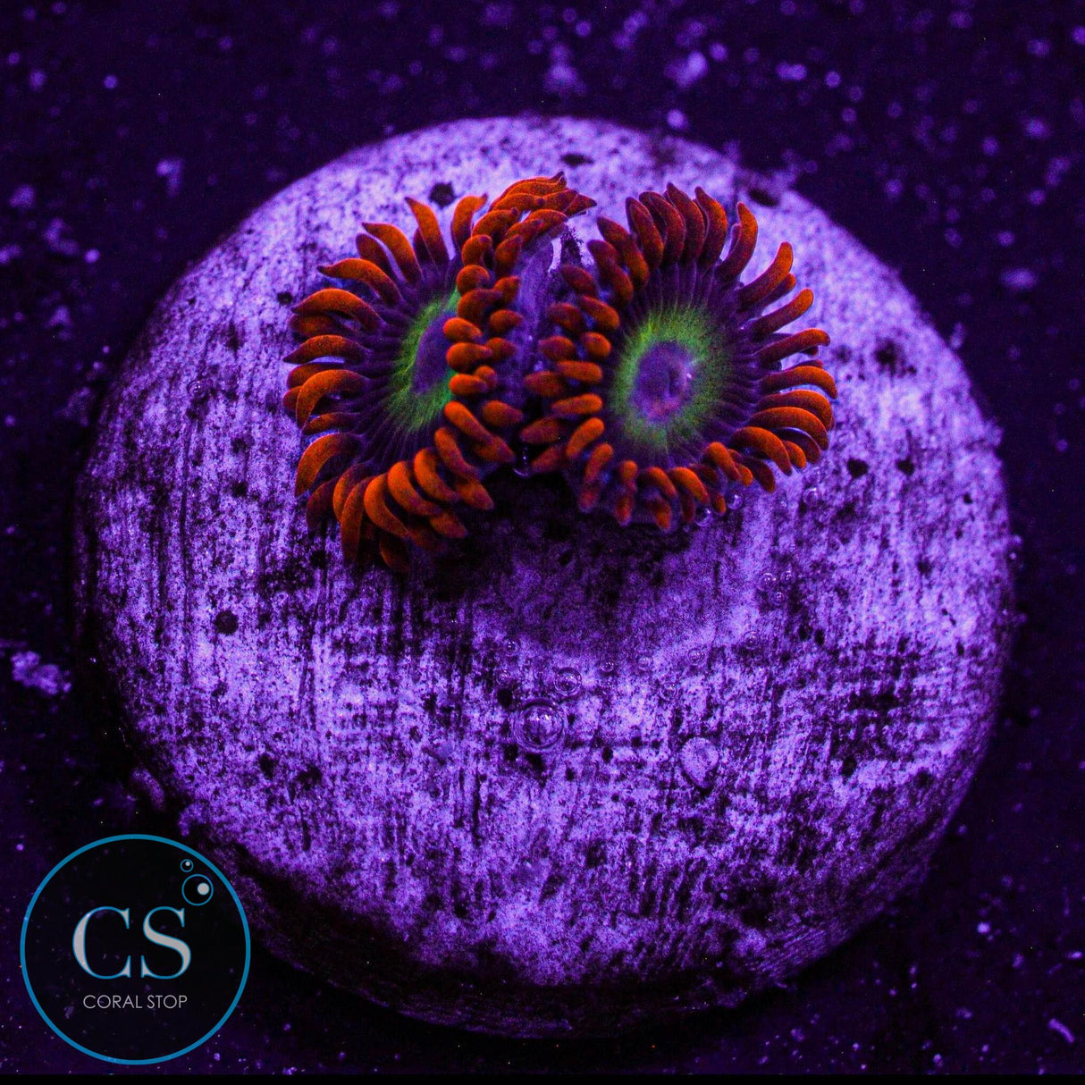 JF Vegas Strip Zoa