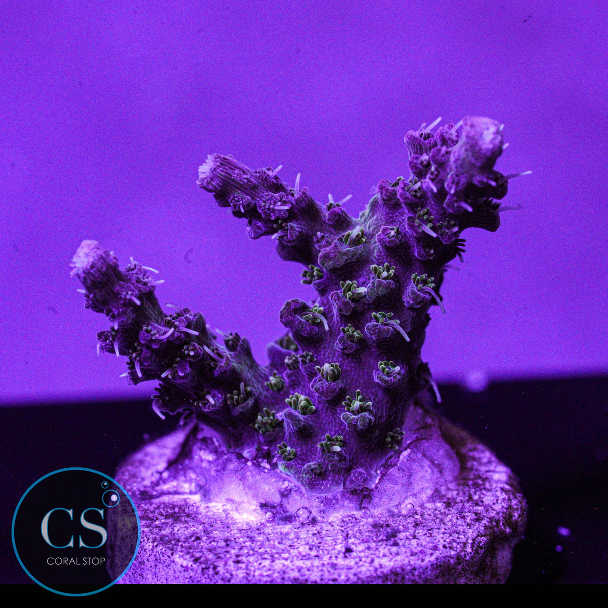 RR Star Fire Acro