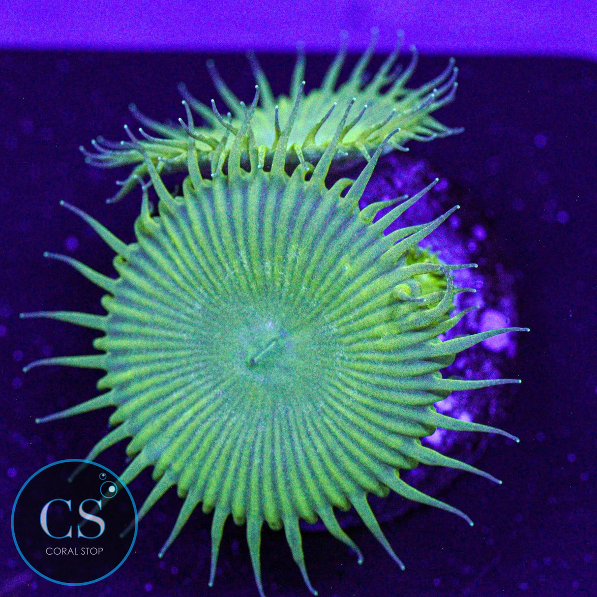 Nuclear Green Paly