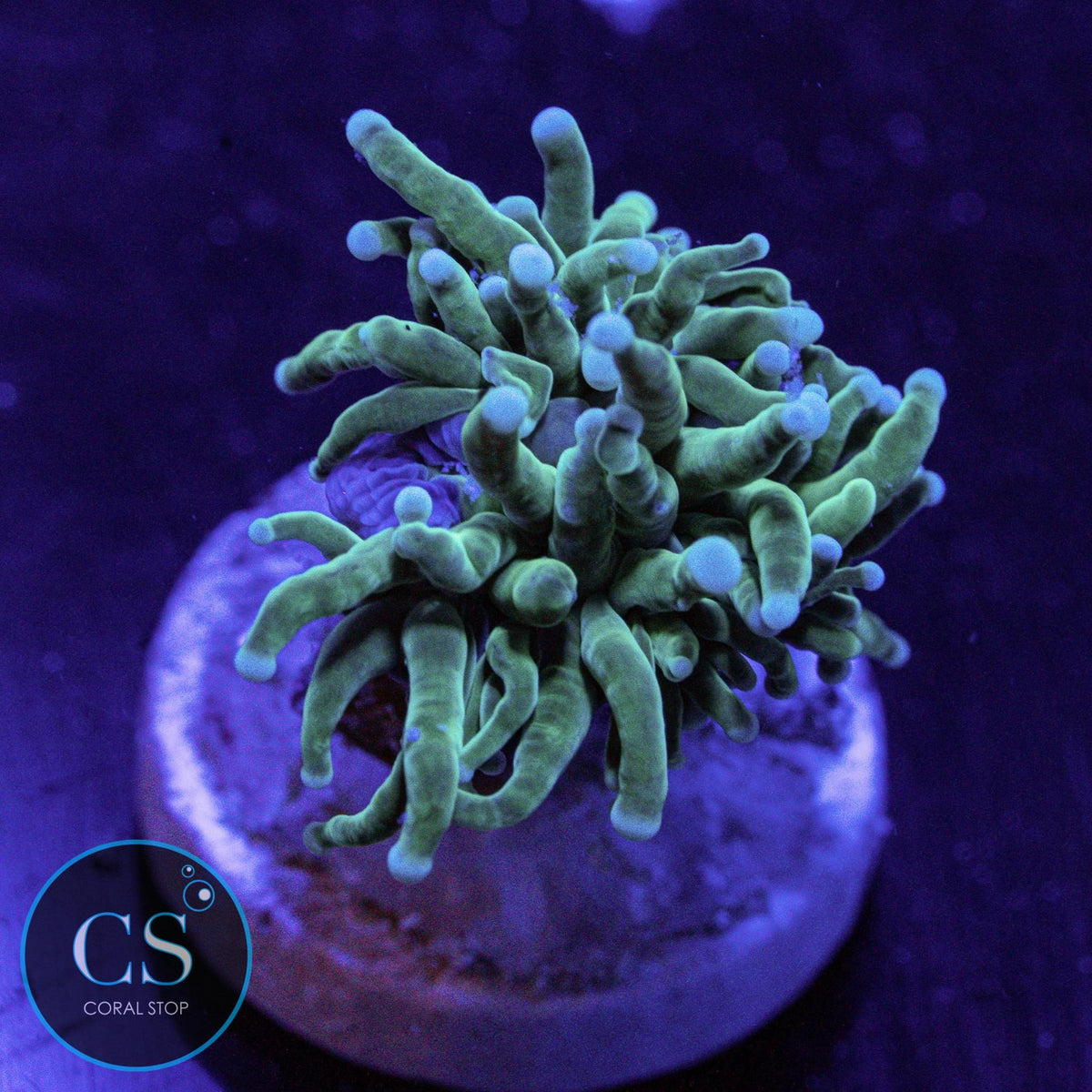 Baby Pearl Tip Torch